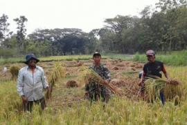 Peran Serta Babinsa Dalam Program Swasembada Pangan Desa Gedangrejo